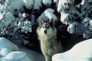 Gray_wolf_standing_in_snow_Tracy_Brooks_USFWS.preview