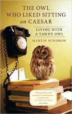 owl cover
