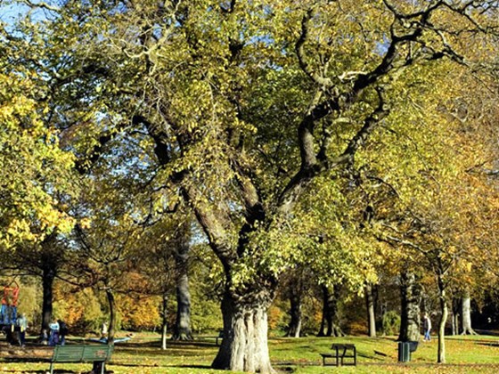 tana french the witch elm review tana french the witch elm review